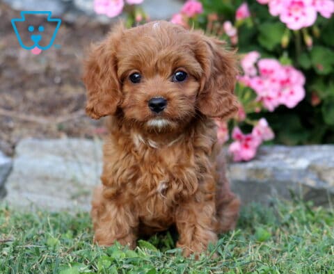 Lola Cavapoo