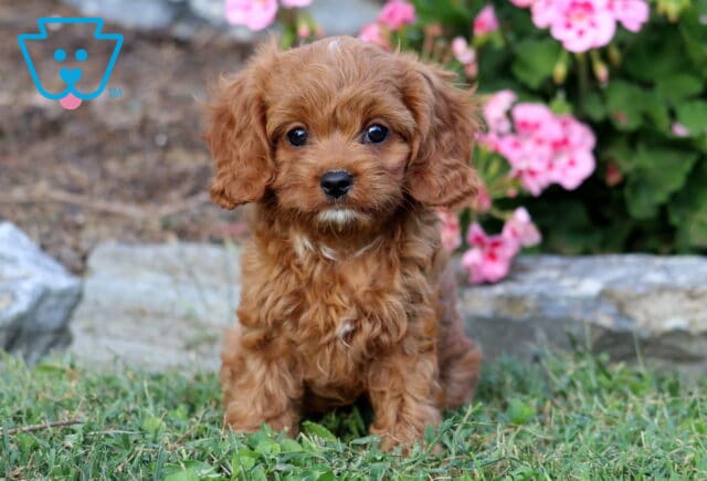 Lola Cavapoo image
