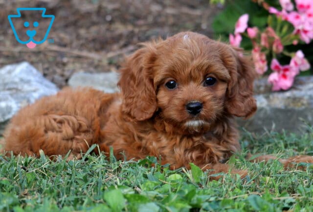 Lola Cavapoo2 image