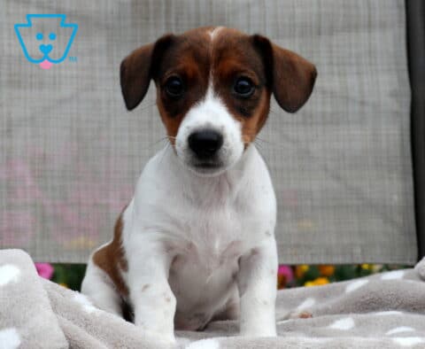 Lola Jack Russell
