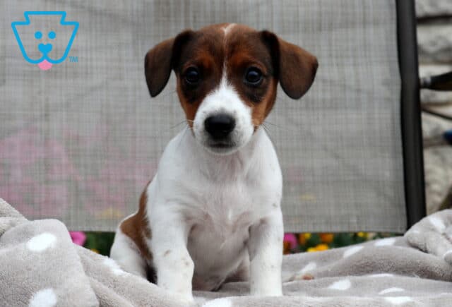 Lola Jack Russell image