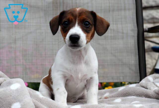 Lola Jack Russell2 image