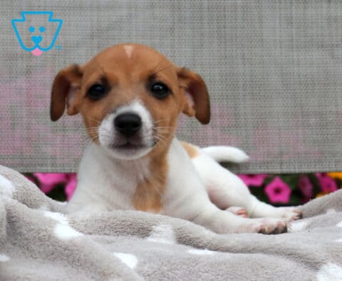 Lori Jack Russell