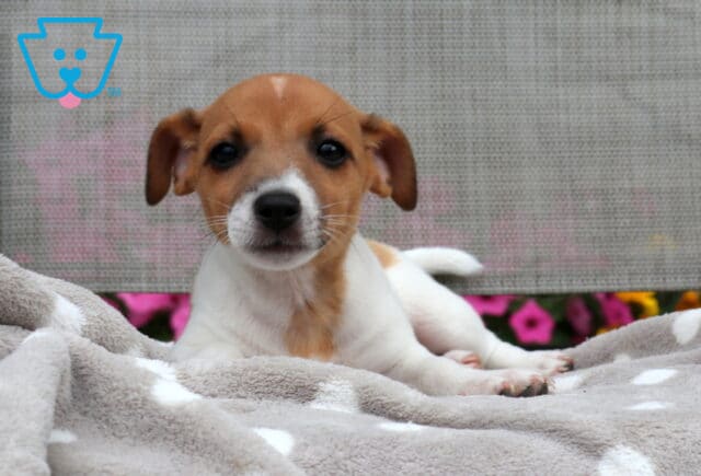 Lori Jack Russell image