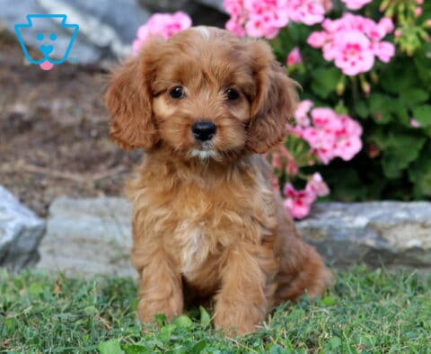 Lovey Cavapoo