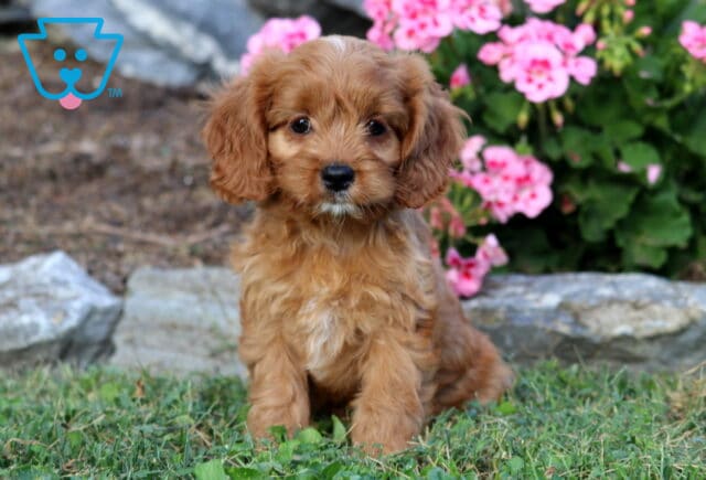 Lovey Cavapoo image