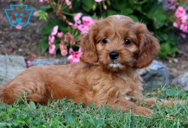 Lovey Cavapoo2 image