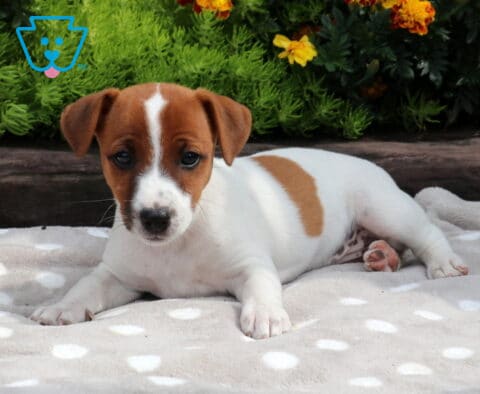 Lovey Jack Russell