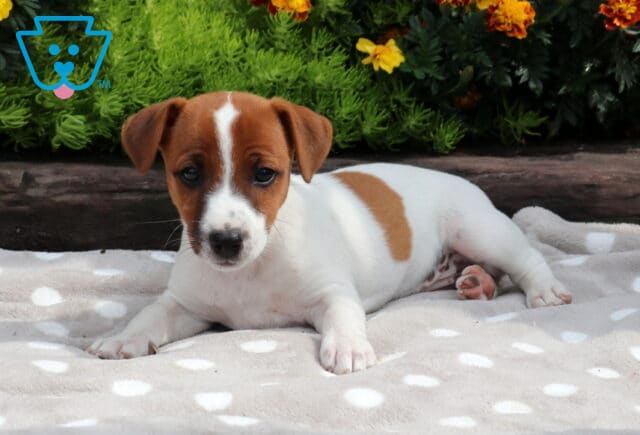 Lovey Jack Russell image
