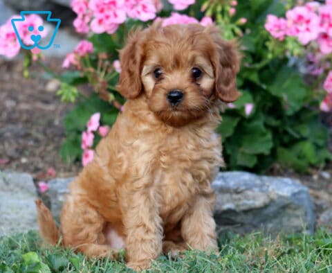 Luka Cavapoo