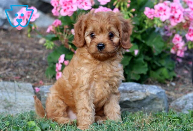 Luka Cavapoo image