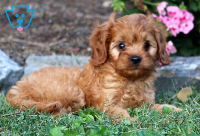 Luka Cavapoo2 image