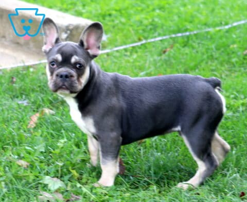 Maddox French Bulldog Retake