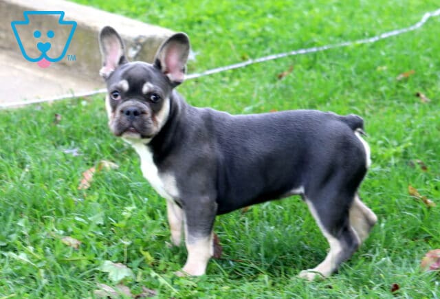 Maddox French Bulldog Retake image