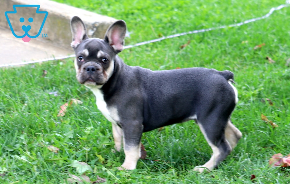 Maddox