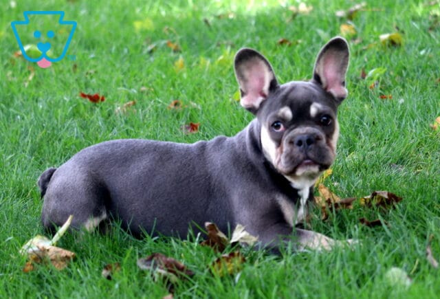 Maddox French Bulldog Retake2 image