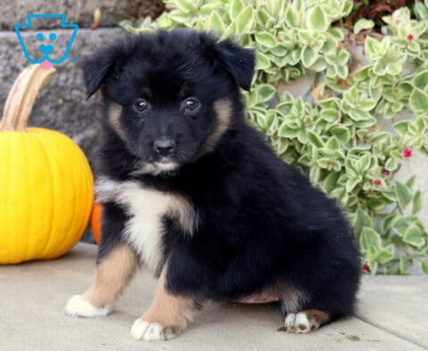Black tri-color Mini Australian Shepherd puppy with subtle tan markings and a white chest sitting beside a bright yellow pumpkin and cascading greenery.