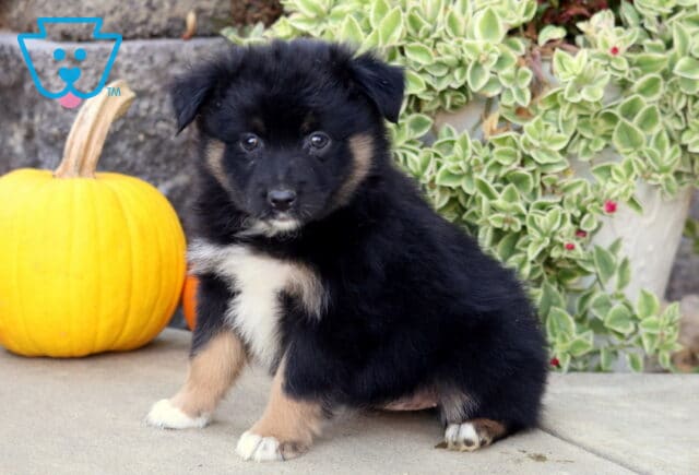 Black tri-color Mini Australian Shepherd puppy with subtle tan markings and a white chest sitting beside a bright yellow pumpkin and cascading greenery. image