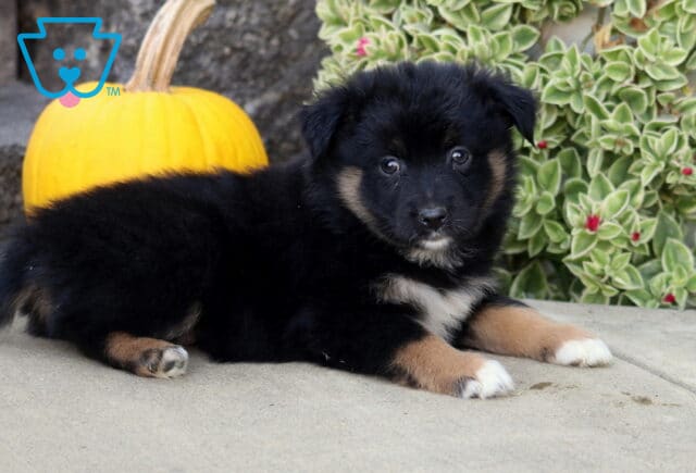 Fluffy black tri-color Mini Australian Shepherd puppy resting on a stone patio with tan legs, white-tipped paws, and a yellow pumpkin behind. image