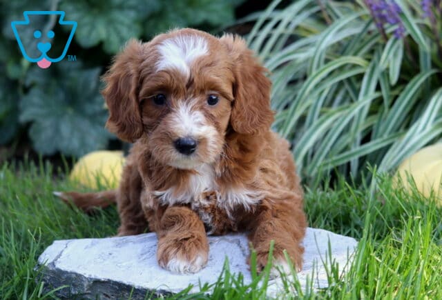 Red and white Double Doodle puppy resting its front paws on a stone, surrounded by green grass and leafy garden plants. image