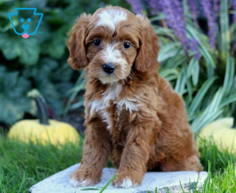 Red and white Double Doodle puppy sitting upright on a garden stone, with pale pumpkins, purple flowers, and lush greenery in the background.