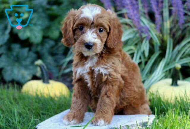 Red and white Double Doodle puppy sitting upright on a garden stone, with pale pumpkins, purple flowers, and lush greenery in the background. image