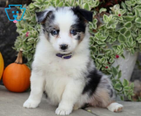Blue merle Mini Australian Shepherd puppy with bright blue eyes sitting beside colorful pumpkins and lush green foliage.