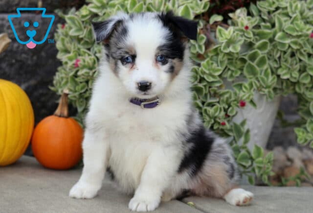Blue merle Mini Australian Shepherd puppy with bright blue eyes sitting beside colorful pumpkins and lush green foliage. image