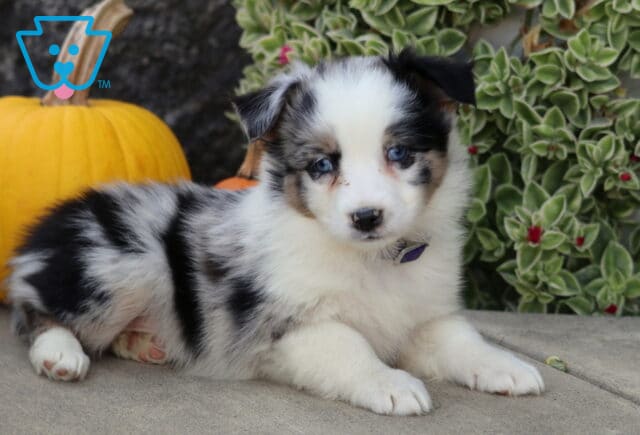 Blue merle Mini Australian Shepherd puppy with striking blue eyes lying on a stone patio beside a bright yellow pumpkin and leafy greenery. image