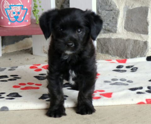Marty Poodle MIx