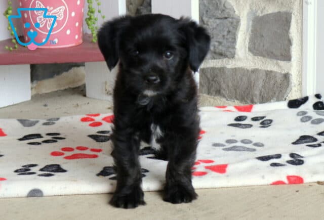 Marty Poodle MIx image
