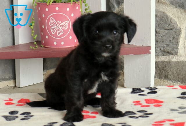 Marty Poodle MIx2 image