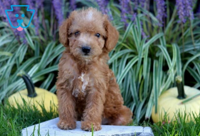 Curly apricot Double Doodle puppy sitting upright on a garden stone between pale pumpkins, with purple flowers and striped greenery behind. image