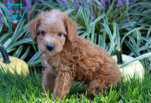 Fluffy apricot Double Doodle puppy standing in green grass with pale pumpkins and tall striped foliage creating a charming garden backdrop. image