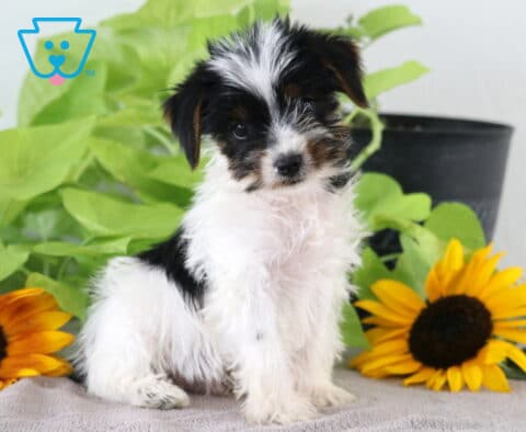 Mason Yorkie