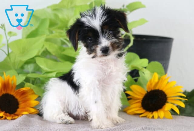 Mason Yorkie image