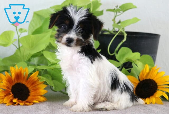 Mason Yorkie2 image