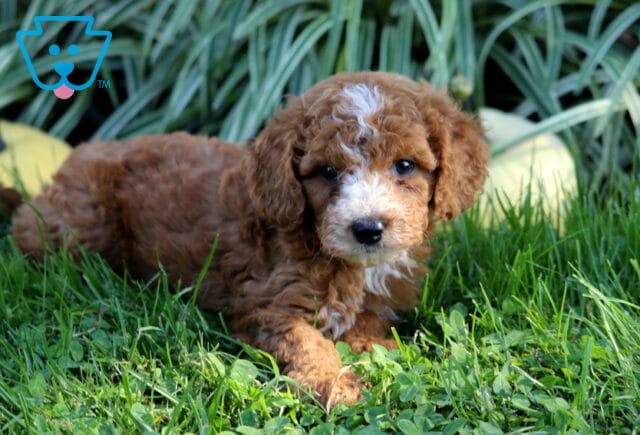 Curly red Double Doodle puppy with a white blaze and muzzle relaxing in thick green grass with pale pumpkins and garden foliage behind. image
