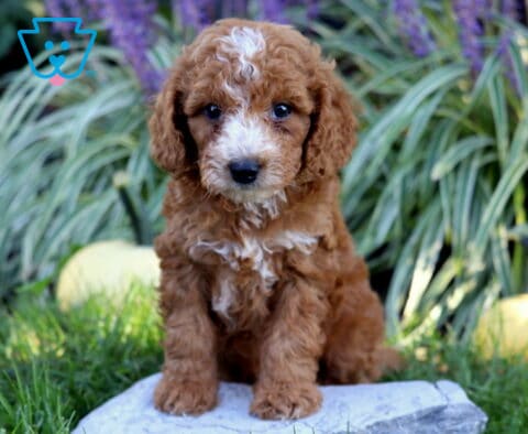 Red Double Doodle puppy with a curly coat, white facial blaze, and white chest sitting on a stone surrounded by grass, pale pumpkins, and purple flowers.