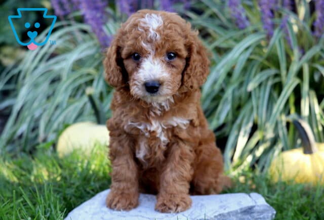 Red Double Doodle puppy with a curly coat, white facial blaze, and white chest sitting on a stone surrounded by grass, pale pumpkins, and purple flowers. image