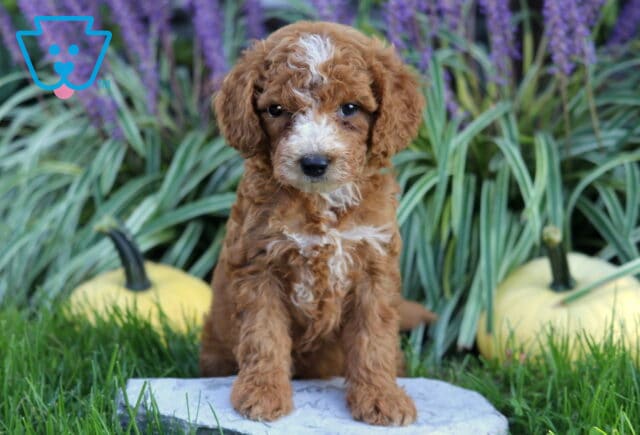 Curly red Double Doodle puppy with a white blaze and chest marking sitting attentively on a garden stone between pale pumpkins and purple blooms. image