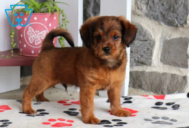 Max Poodle Mix image