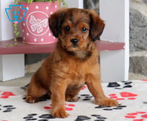 Max Poodle Mix2