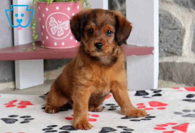 Max Poodle Mix2 image
