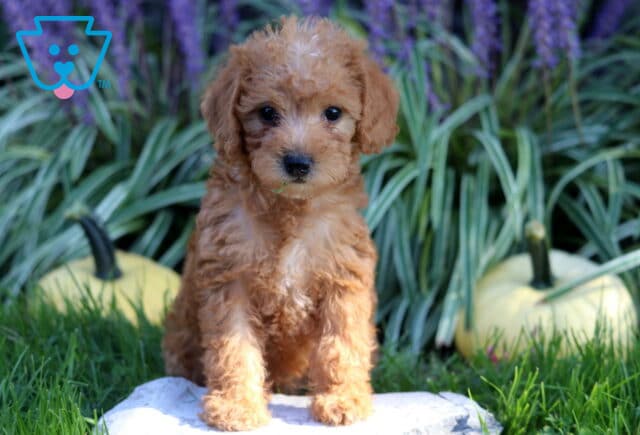 Apricot Double Doodle puppy with a soft curly coat sitting on a garden stone, framed by green grass, pale pumpkins, and purple flowers. image