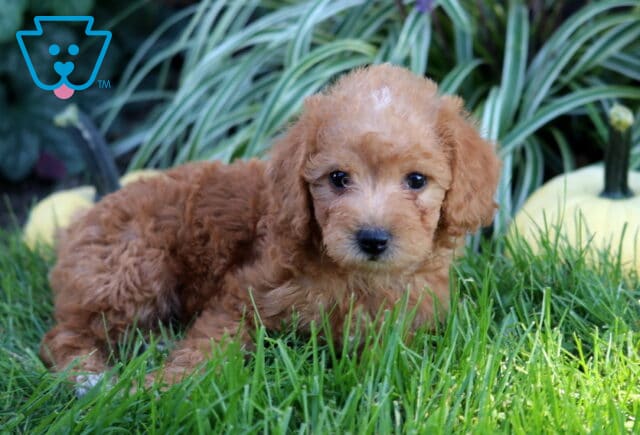 Apricot Double Doodle puppy resting in lush green grass beside pale pumpkins, looking sweetly toward the camera with soft floppy ears. image