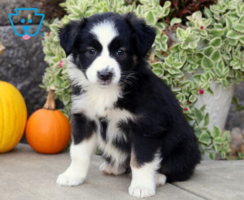 Black tri-color Mini Australian Shepherd puppy with a bold white facial blaze sitting beside yellow and orange pumpkins with leafy greenery behind.