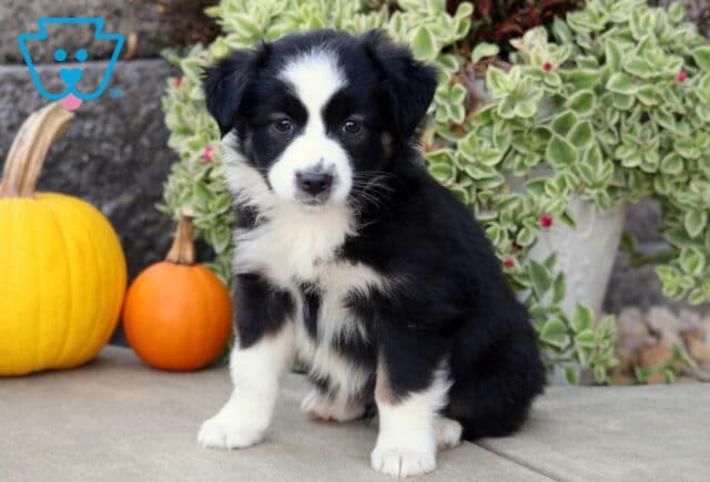 Black tri-color Mini Australian Shepherd puppy with a bold white facial blaze sitting beside yellow and orange pumpkins with leafy greenery behind. image