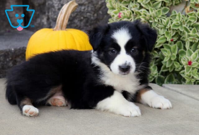 Black tri-color Mini Australian Shepherd puppy relaxing on a stone patio, framed by a golden pumpkin and trailing green foliage. image