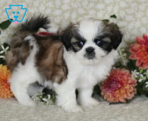 Maxy Shih Tzu